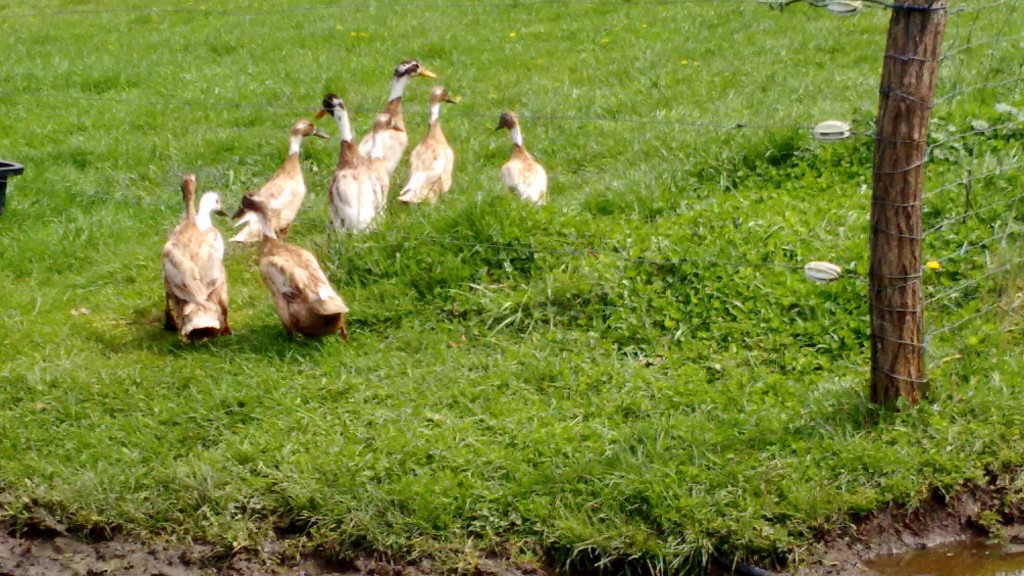 Indian Runner Ducks