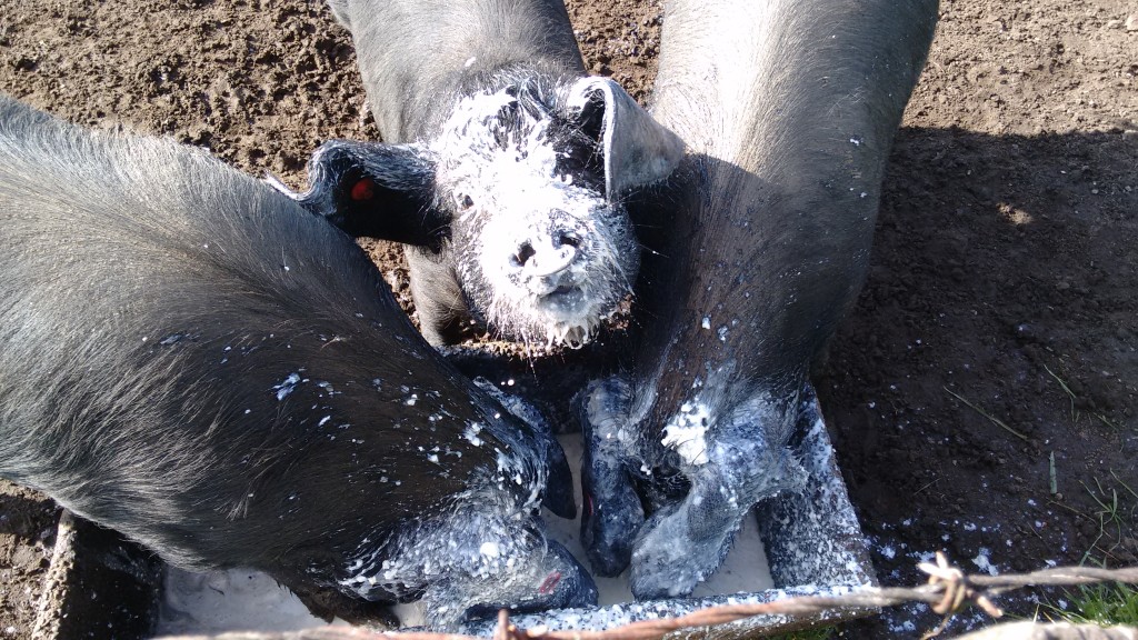 Three Large Black Pigs