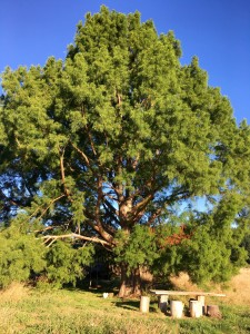 Picture of the Cypress Tree