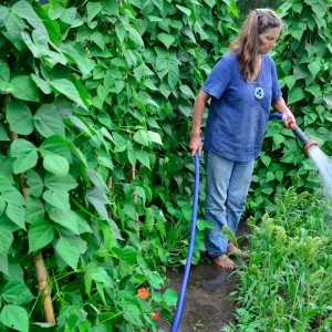 Kay watering millet (1)